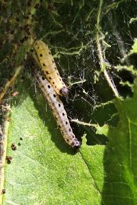<i>Yponomeuta malinella</i>