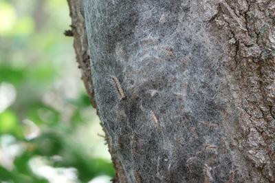 Processionnaire du Chêne 