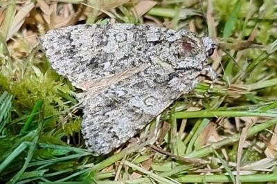 Noctuelle de la Patience 