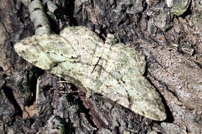 <i>Peribatodes rhomboidaria rhomboidaria</i>