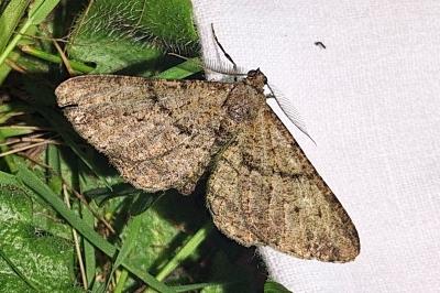 <i>Peribatodes rhomboidaria rhomboidaria</i>