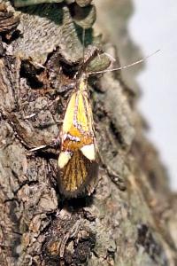 <i>Alabonia geoffrella</i>