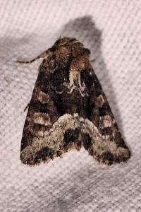 Noctuelle du Dactyle 