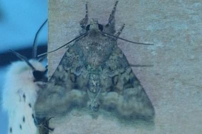 <i>Mesapamea secalella/secalis</i>