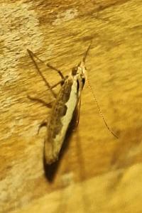 <i>Plutella xylostella</i>