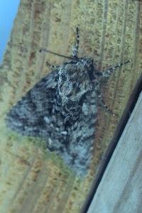 Noctuelle de la Patience 