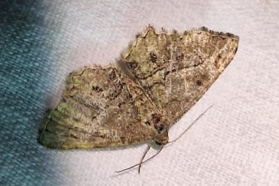 <i>Peribatodes rhomboidaria rhomboidaria</i>