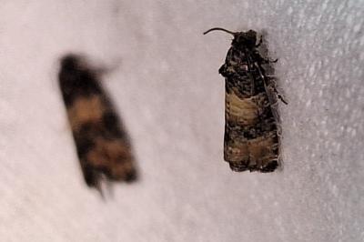 <i>Piniphila bifasciana</i>