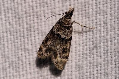 <i>Eudonia mercurella</i>