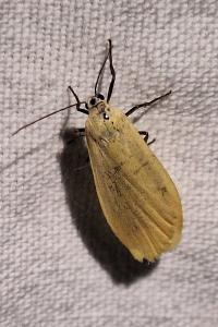 Manteau jaune 