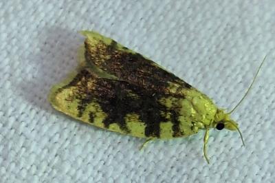 <i>Aleimma loeflingiana</i>