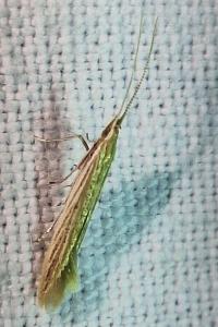 <i>Coleophora</i>