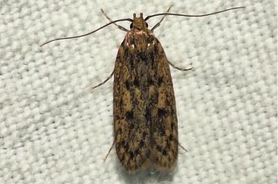 <i>Hofmannophila pseudospretella</i>