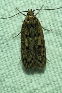 <i>Hofmannophila pseudospretella</i>