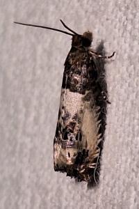 <i>Notocelia rosaecolana</i>