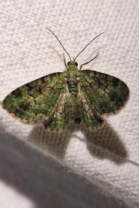 Eupithécie rectangulaire 