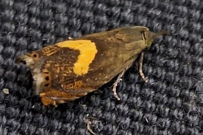 <i>Dichrorampha petiverella</i>