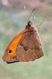 Myrtil 