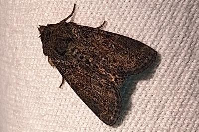<i>Oligia</i>