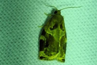 <i>Archips xylosteana</i>