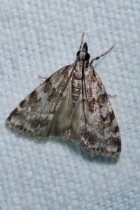 <i>Scoparia pyralella</i>