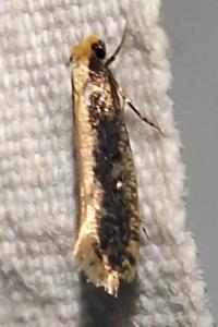 <i>Monopis crocicapitella</i>