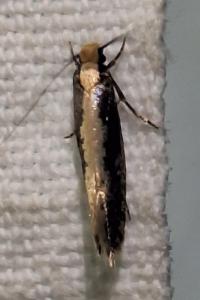 <i>Monopis crocicapitella</i>