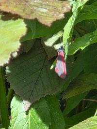 Goutte-de-sang 