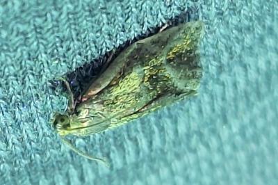 <i>Ptycholoma lecheana</i>