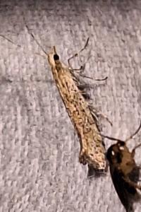 <i>Ypsolopha ustella</i>