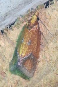 <i>Agapeta zoegana</i>