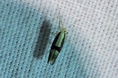 <i>Argyresthia spinosella</i>