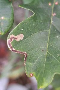 <i>Stigmella ruficapitella</i>