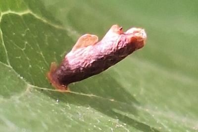 <i>Coleophora</i>