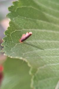 <i>Coleophora</i>
