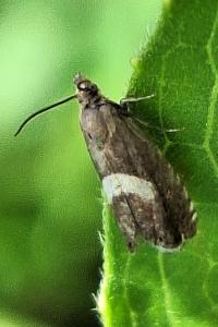 <i>Grapholita lunulana</i>