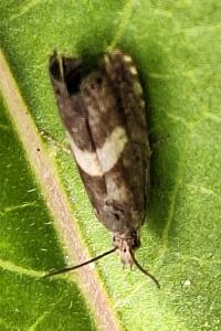 <i>Grapholita lunulana</i>