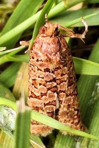 <i>Lozotaeniodes formosana</i>