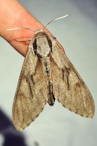 <i>Hyloicus pinastri</i>