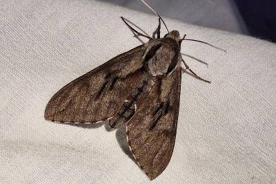 <i>Hyloicus pinastri</i>
