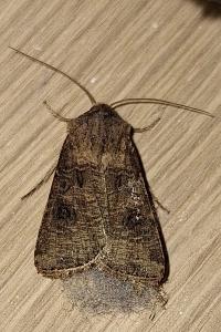 <i>Agrotis</i>