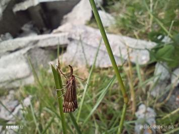 <i>Chrysocrambus</i>