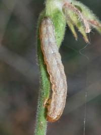Noctuelle capsulaire 