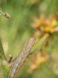 Noctuelle capsulaire 