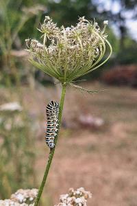Machaon 