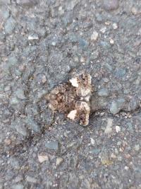 Noctuelle en deuil 