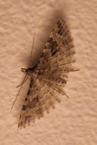 <i>Alucita hexadactyla</i>