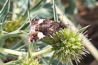 Noctuelle en deuil 