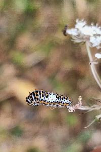 Machaon 