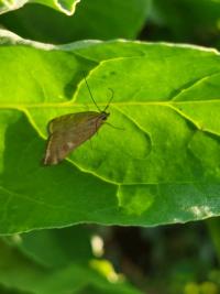 <i>Loxostege sticticalis</i>